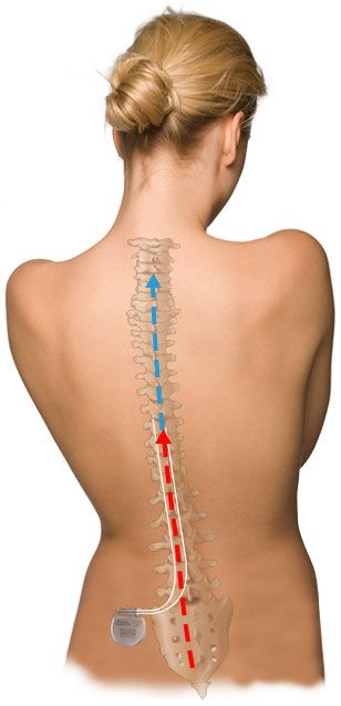 spine